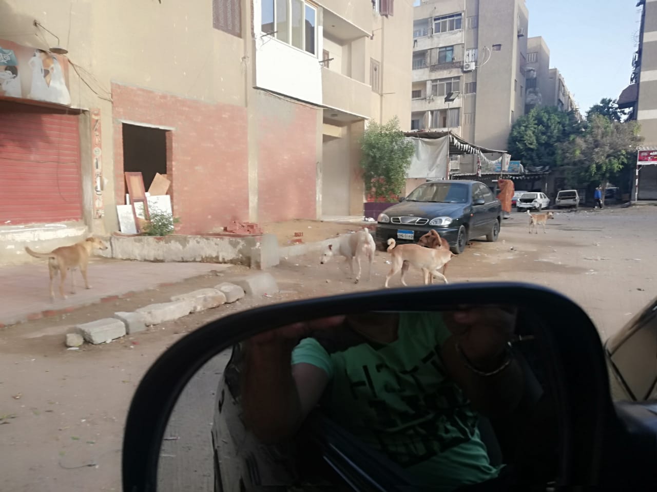  انتشار الكلاب الضالة بشوارع صقر قريش فى مدينة نصر  (1)