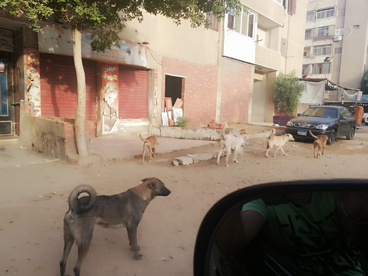  انتشار الكلاب الضالة بشوارع صقر قريش فى مدينة نصر  (4)