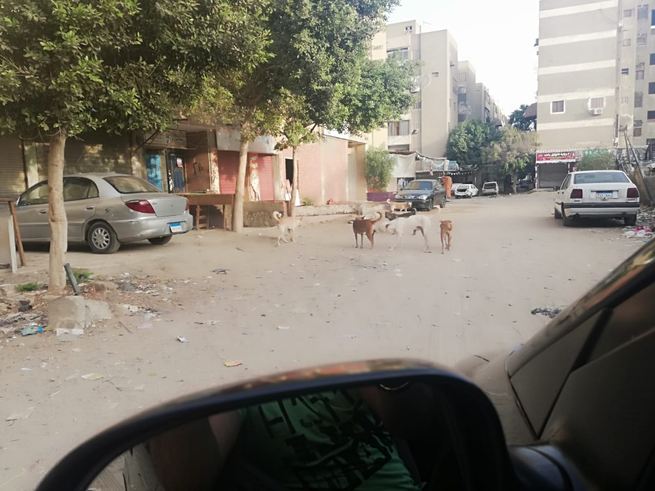  انتشار الكلاب الضالة بشوارع صقر قريش فى مدينة نصر  (3)