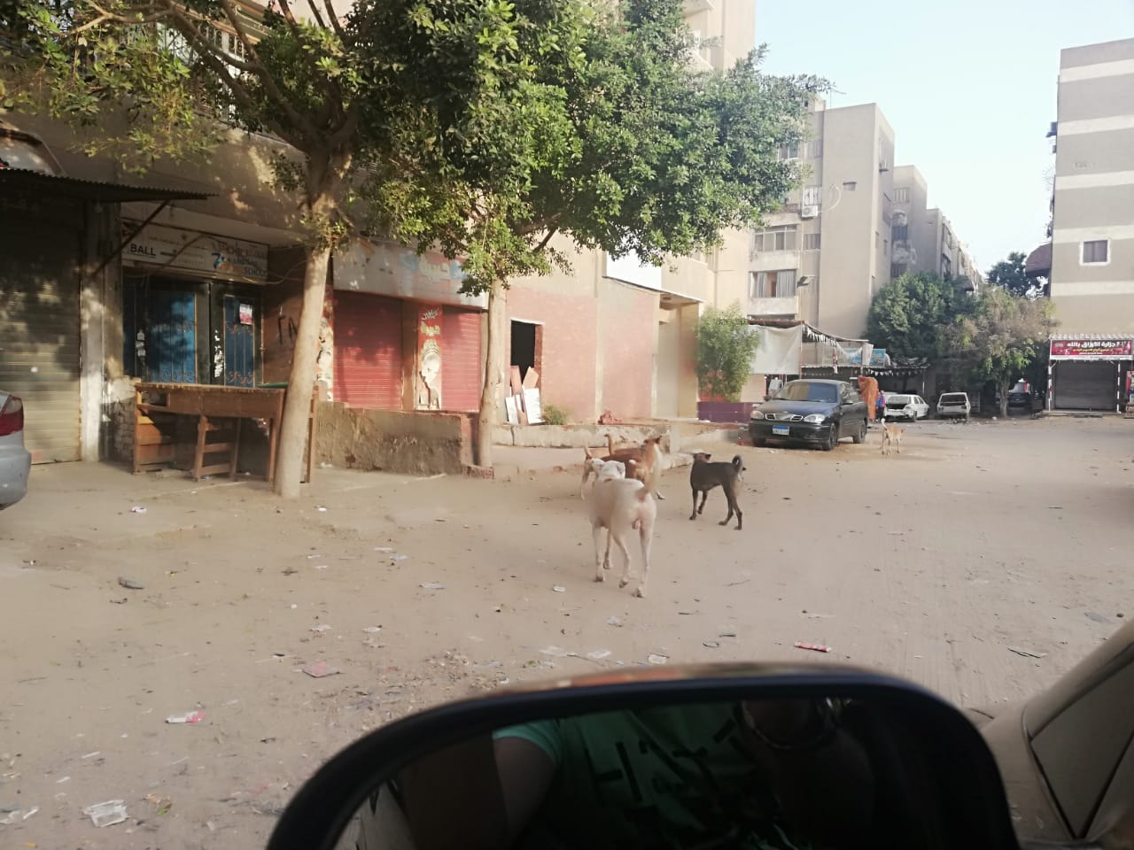  انتشار الكلاب الضالة بشوارع صقر قريش فى مدينة نصر  (2)