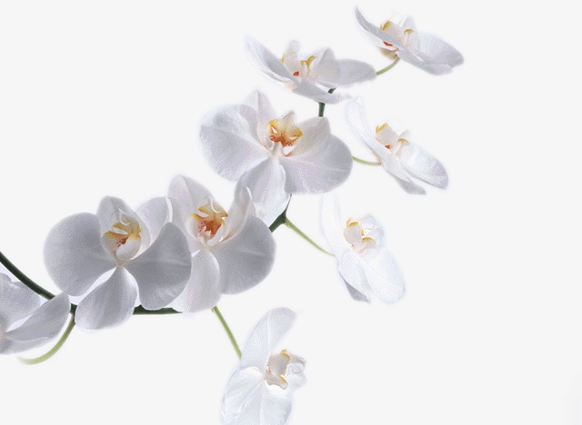 زهرة الأوركيد البيضاء
