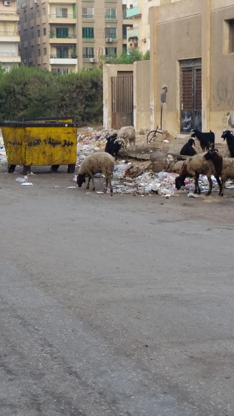 القمامة والأغنام أمام المدرسة