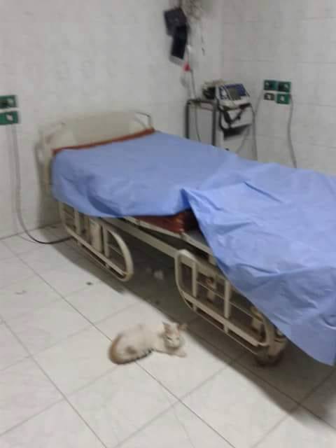 إهمال طبى وقطط فى مستشفى قوص المركزى  (4)