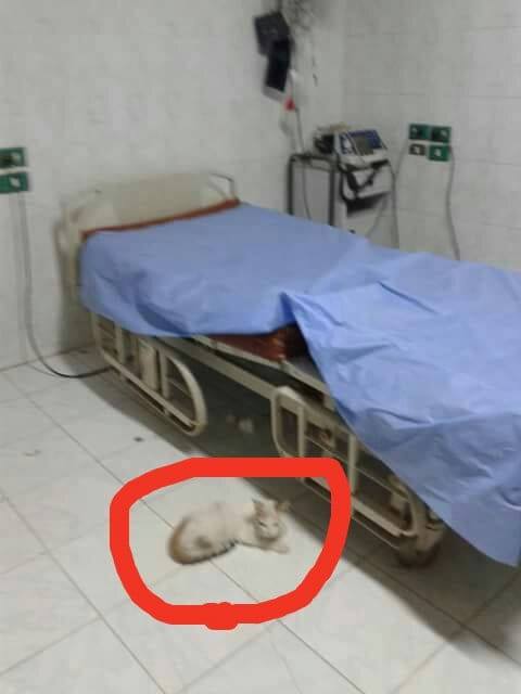 إهمال طبى وقطط فى مستشفى قوص المركزى  (2)