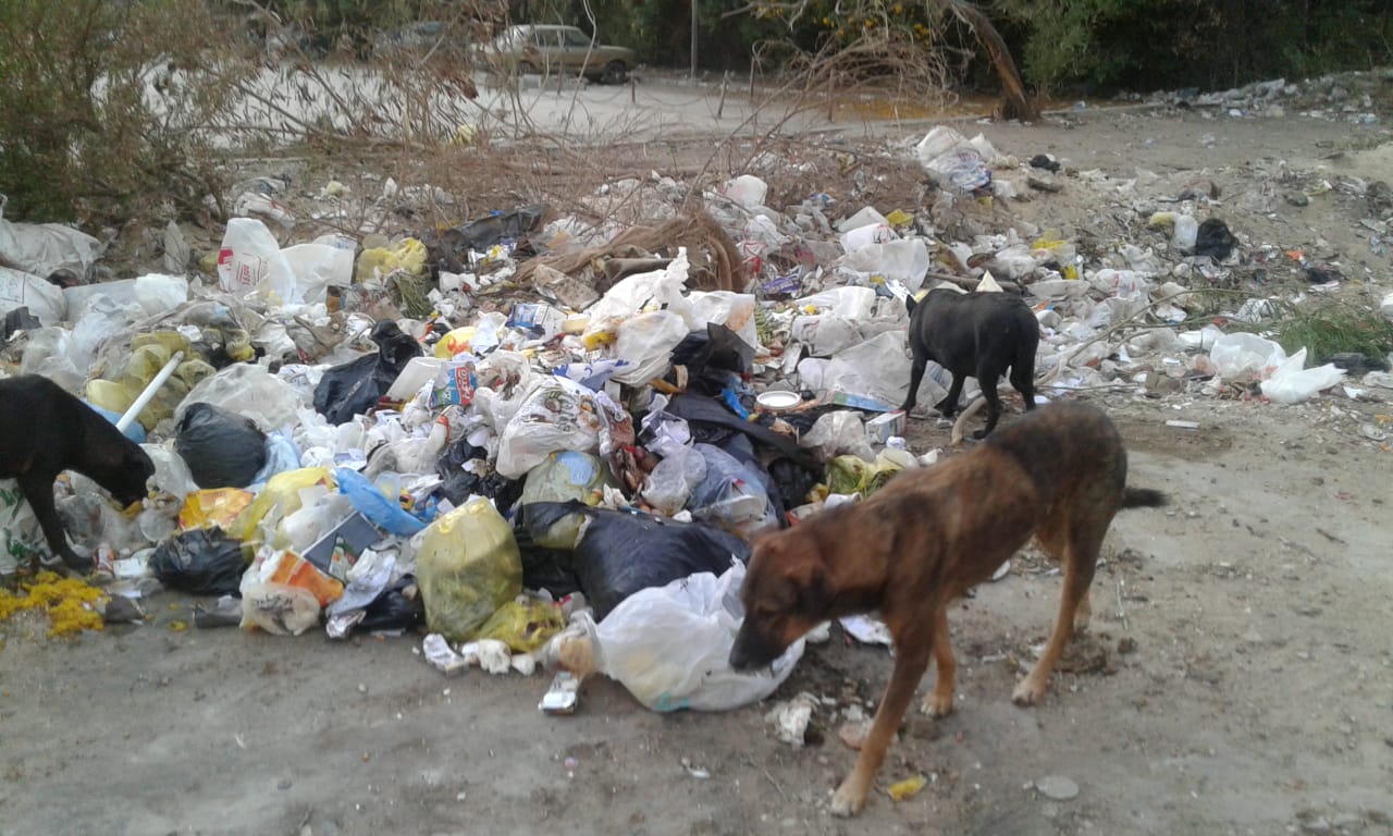 جانب من القمامة والكلاب