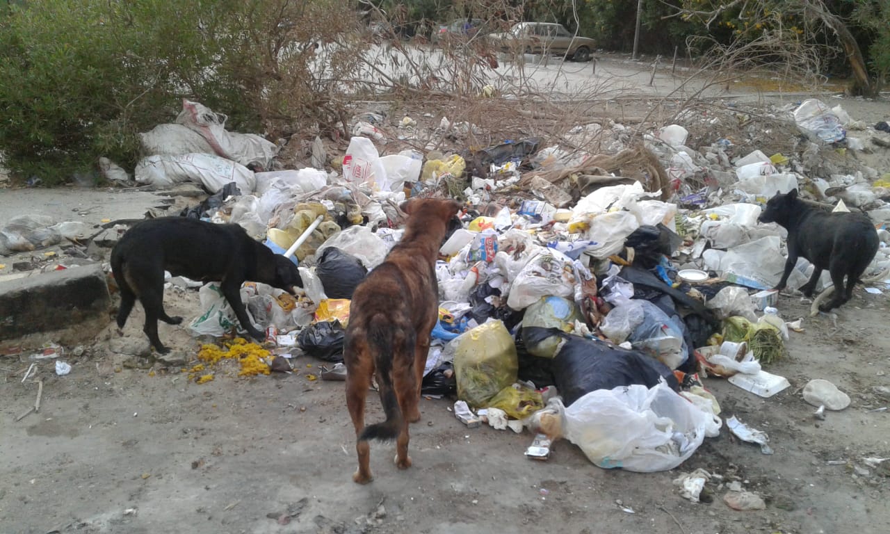 القمامة والكلاب الضالة