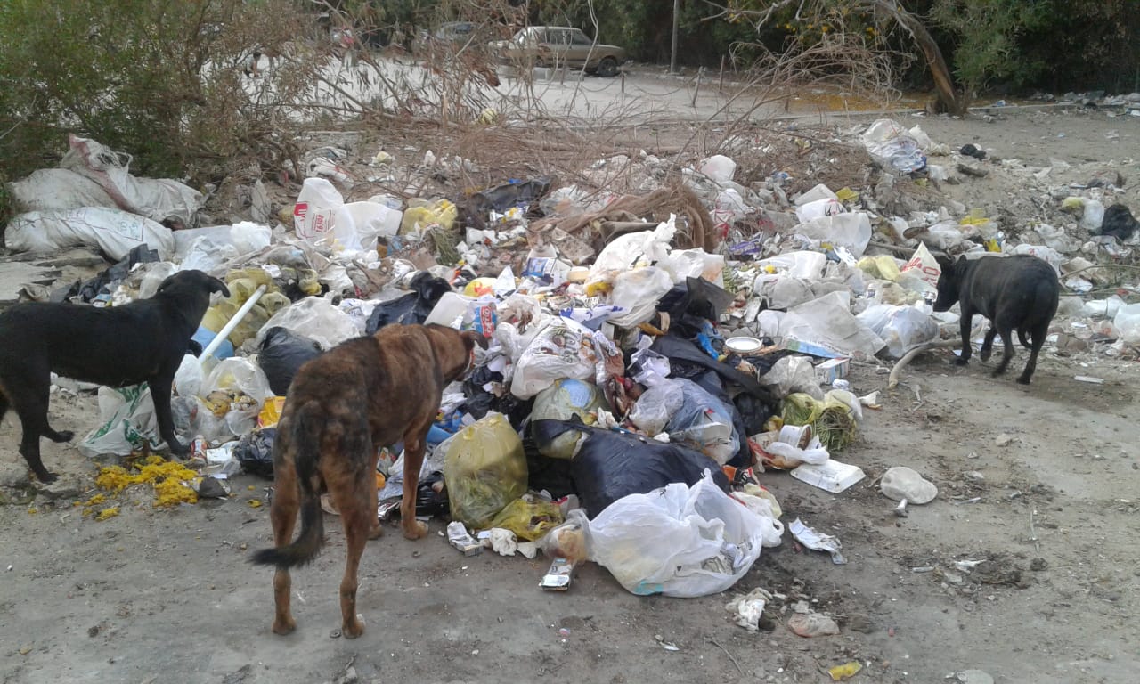 انتشار القمامة والكلاب الضالة
