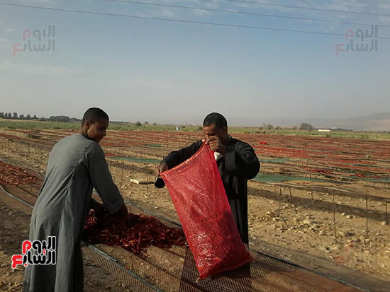 الطماطم-المجففة-كنز-المزارعين-للتصدير-للخارج-بالعملة-الصعبة-(10)