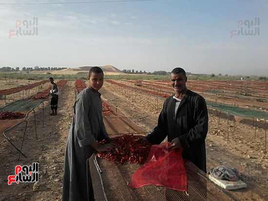 الطماطم-المجففة-كنز-المزارعين-للتصدير-للخارج-بالعملة-الصعبة-(7)