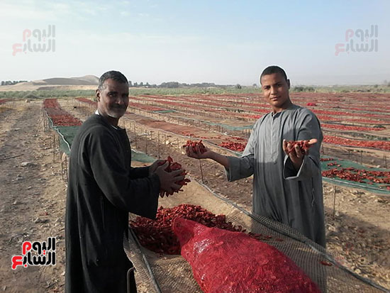 الطماطم-المجففة-كنز-المزارعين-للتصدير-للخارج-بالعملة-الصعبة-(4)