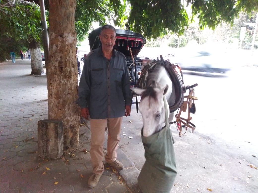"منصور" يقف بجانب الحنطور ليطمئن حصانه أنه بجانبه