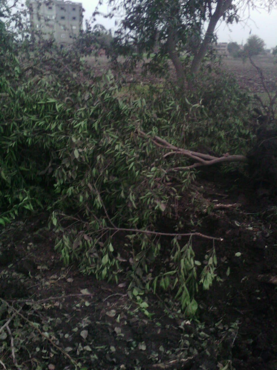 قطع الأسجار المثمرة فى قرية  شنشور   بالمنوفية  (2)