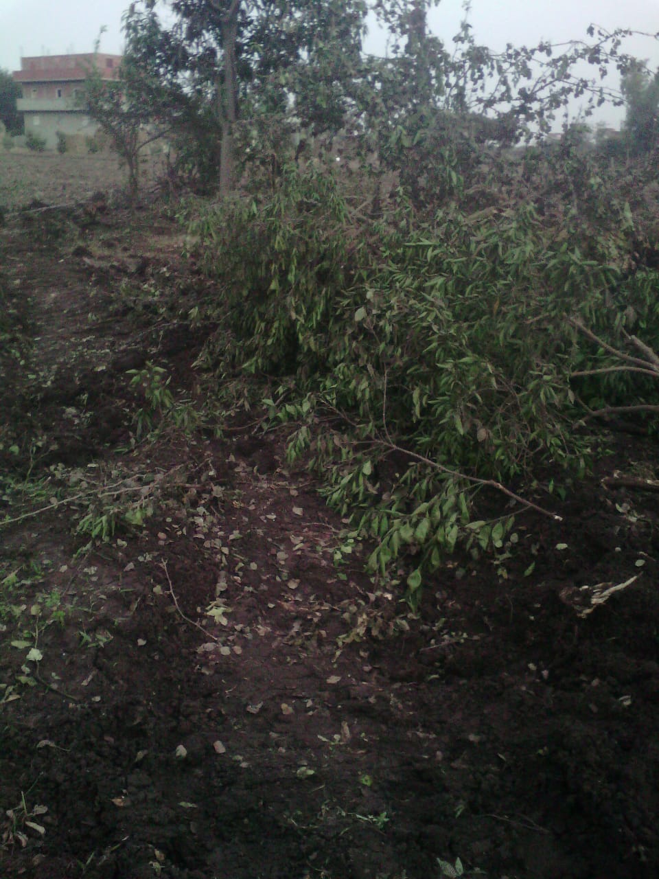 قطع الأسجار المثمرة فى قرية  شنشور   بالمنوفية  (3)