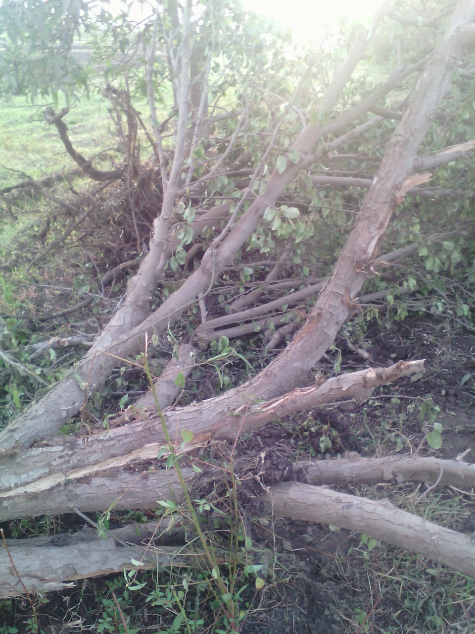 قطع الأسجار المثمرة فى قرية  شنشور   بالمنوفية  (4)