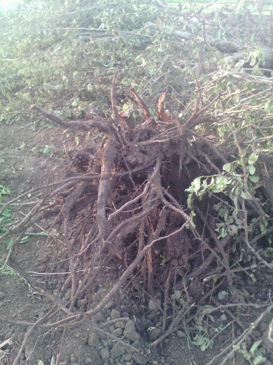 قطع الأسجار المثمرة فى قرية  شنشور   بالمنوفية  (7)