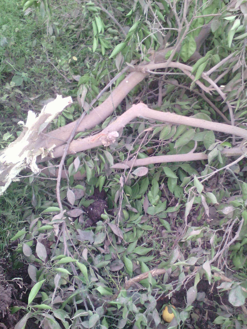قطع الأسجار المثمرة فى قرية  شنشور   بالمنوفية  (5)