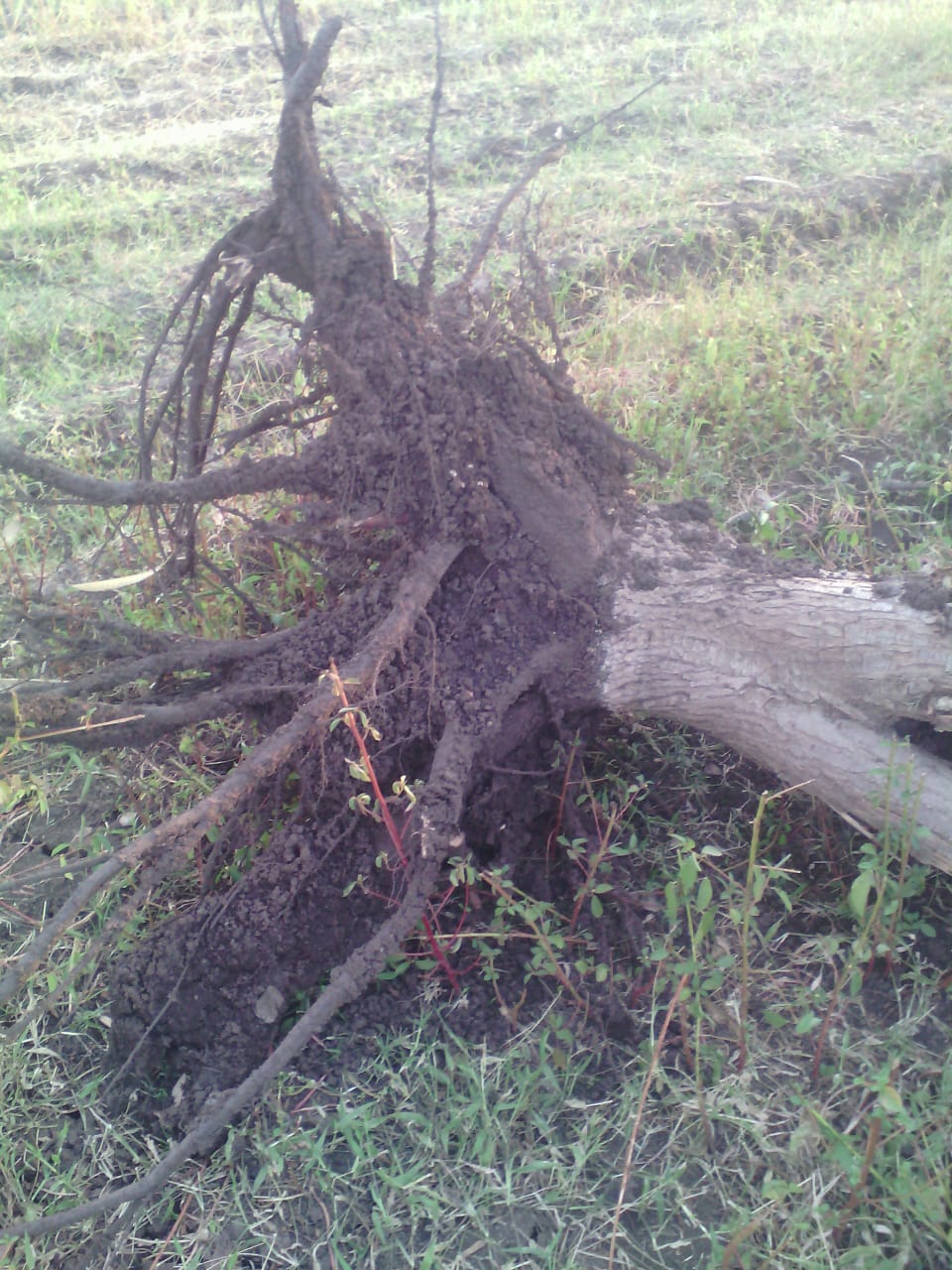 قطع الأسجار المثمرة فى قرية  شنشور   بالمنوفية  (6)