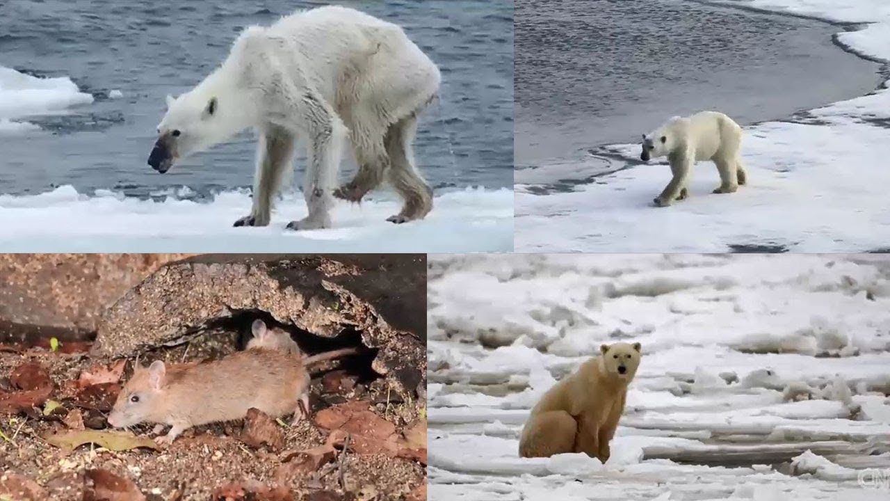 حيوانات وتغير المناخ
