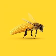 نحلة على شكل ثمرة الذرة