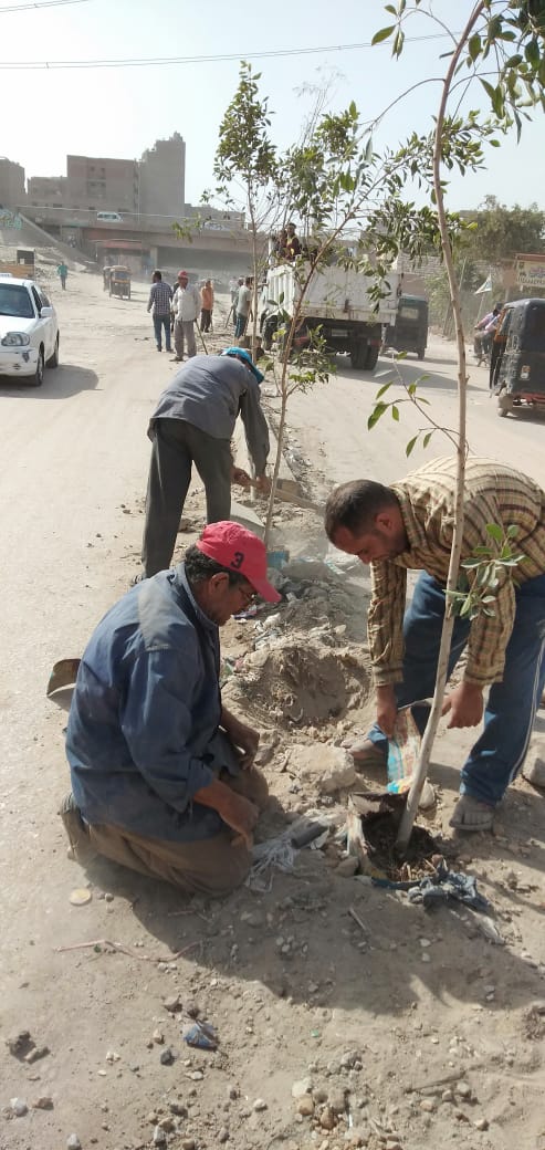 تشجير شارع محطة الكهرباء