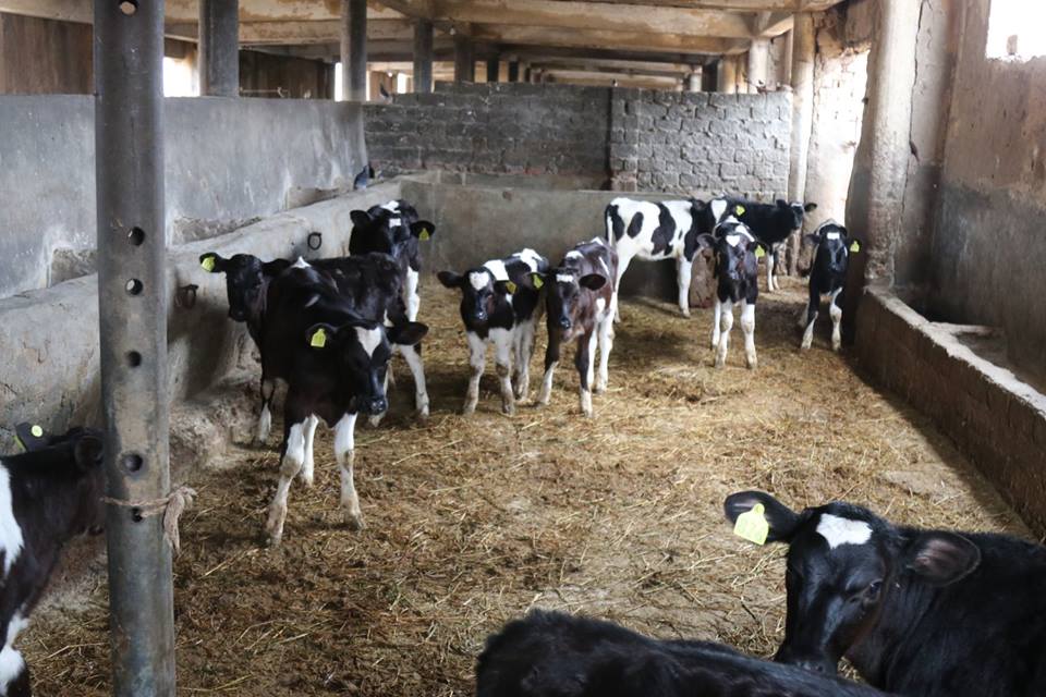 4- تربية الماشية بمحطة الانتاج الحيواني بسخا