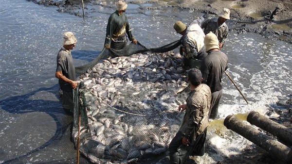 صيد الأسماك والمزارع السمكية