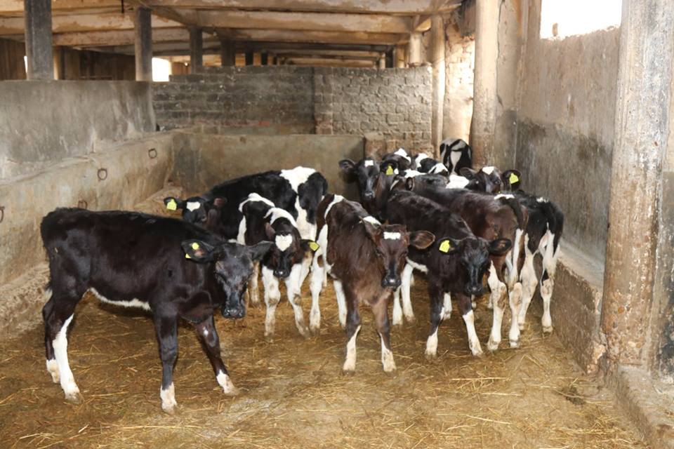 3- الماشية في محة الانتاج الحيواني