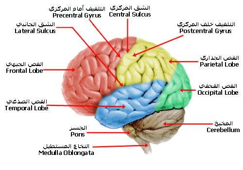 فصوص الدماغ
