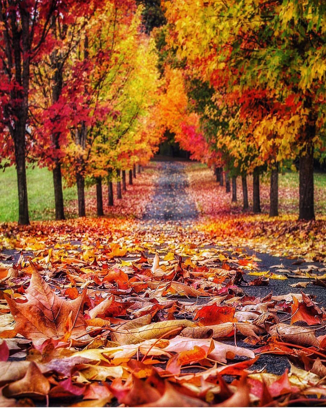 طبيعة مذهلة.. شاهد كيف يبدو الخريف بجميع دول العالم × 6 صور اليوم السابع