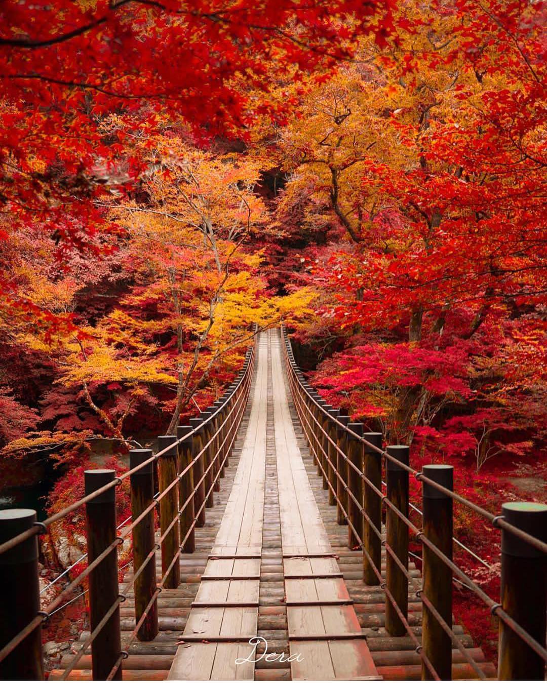 الخريف فى اليابان