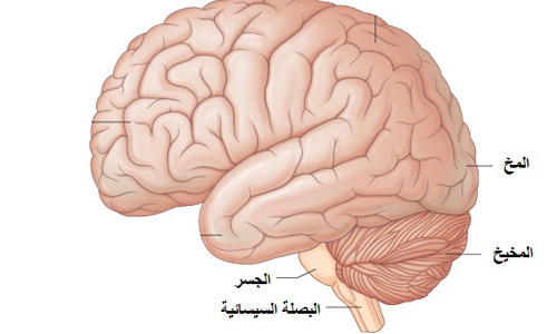 المخ2