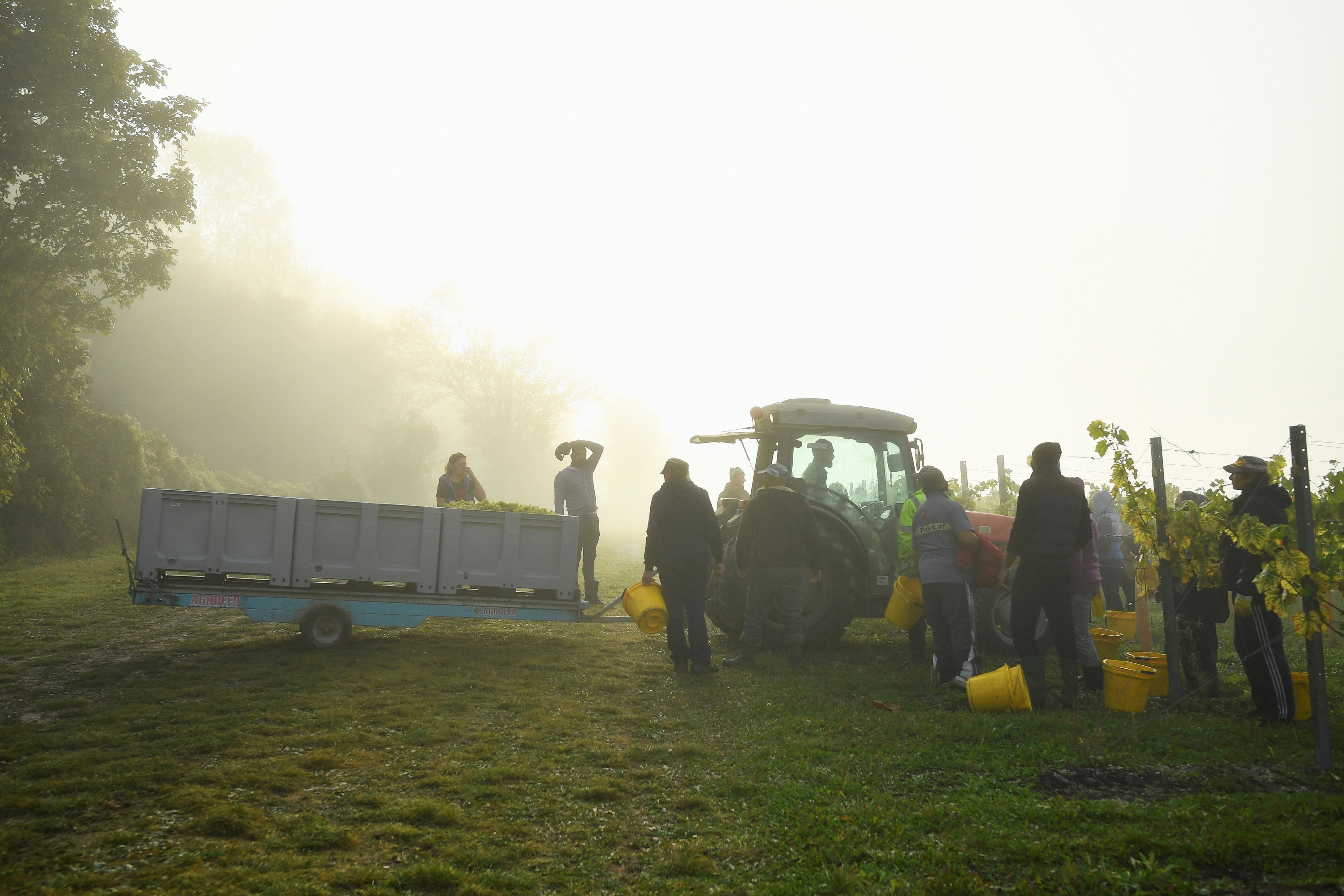 عمال يستعدون لجمع العنب بالمزارع