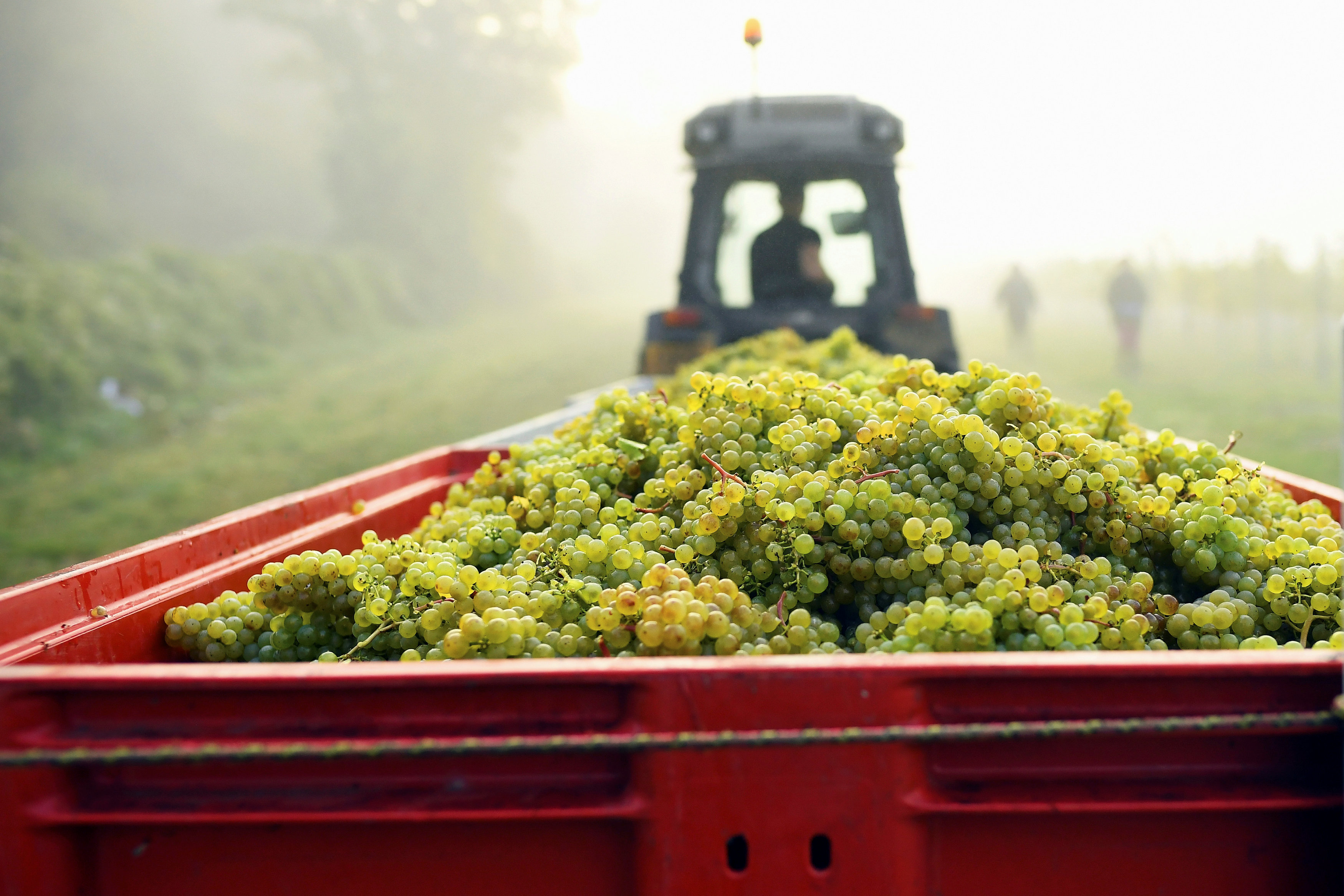 العنب بعد الحصاد يتم نقله عبر سيارة إلى مصانع النبيذ
