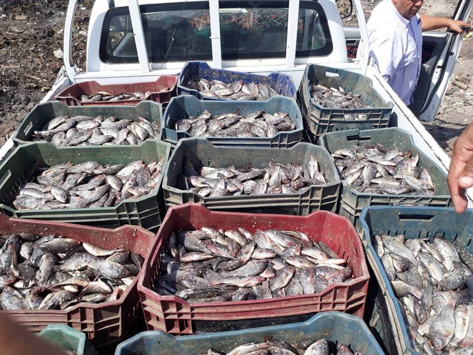 صور.. إعدام طن و200 كيلو أسماك تتغذى على مخالفات الصرف الصحى بسوهاج (4)