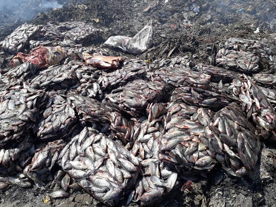 صور.. إعدام طن و200 كيلو أسماك تتغذى على مخالفات الصرف الصحى بسوهاج (1)