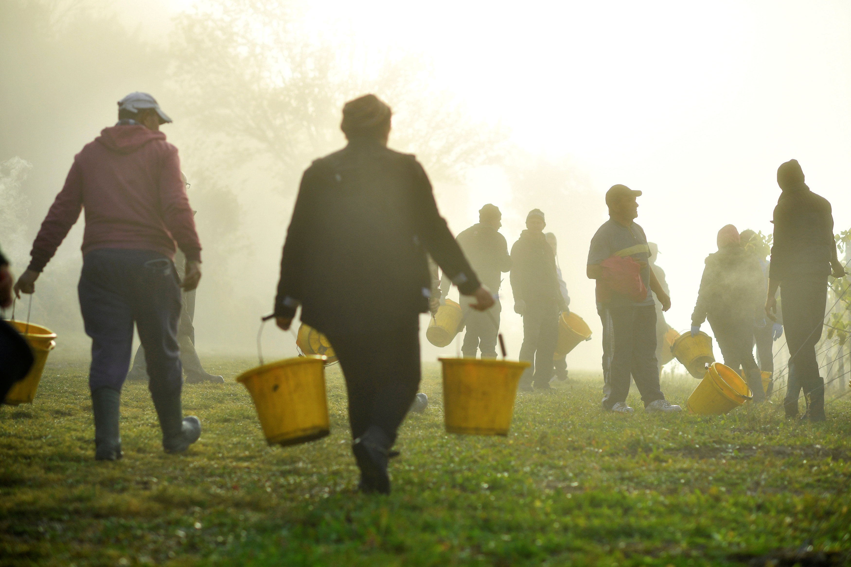 العمال فى طريقهم لجمع العنب بالمزارع