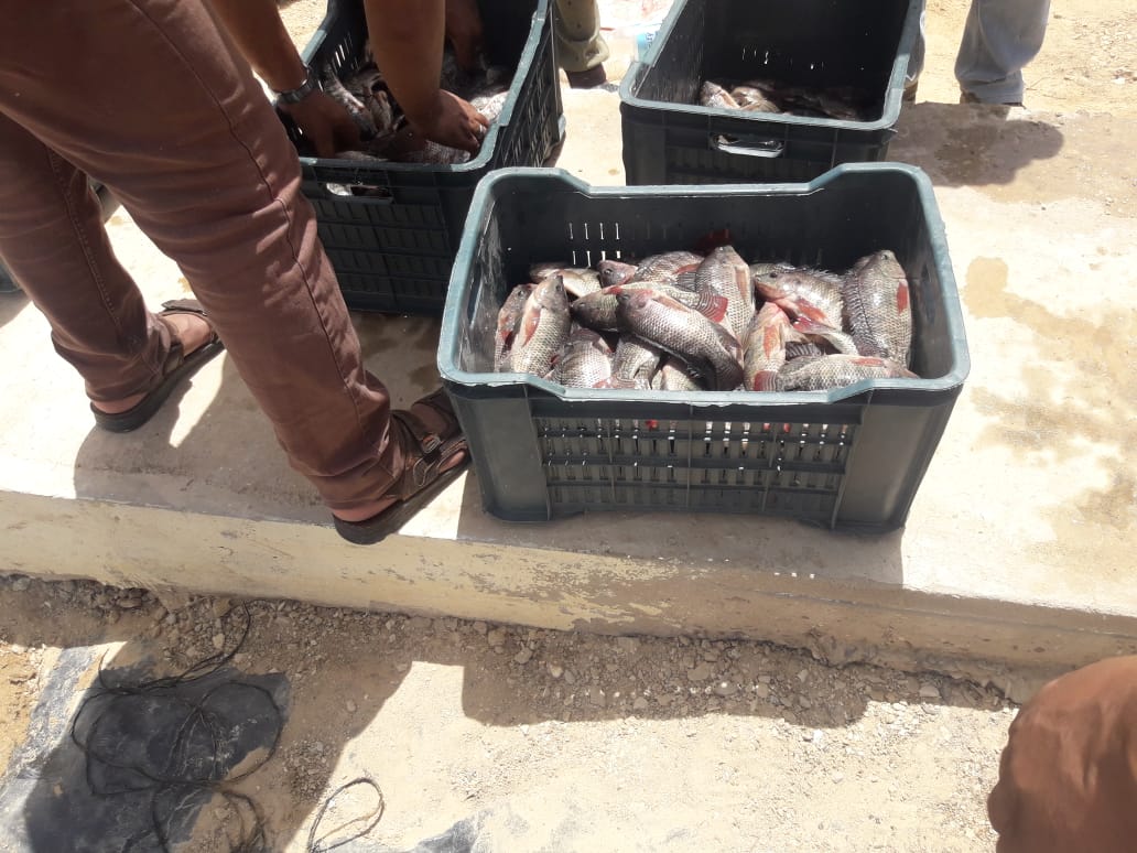 احتفال أهالى وسط سيناء بإنتاج أسماك  (1)