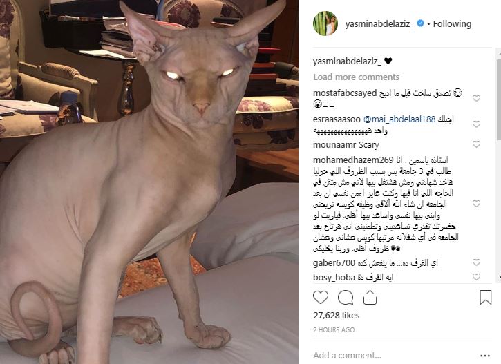 قطة ياسمين عبد العزيز 