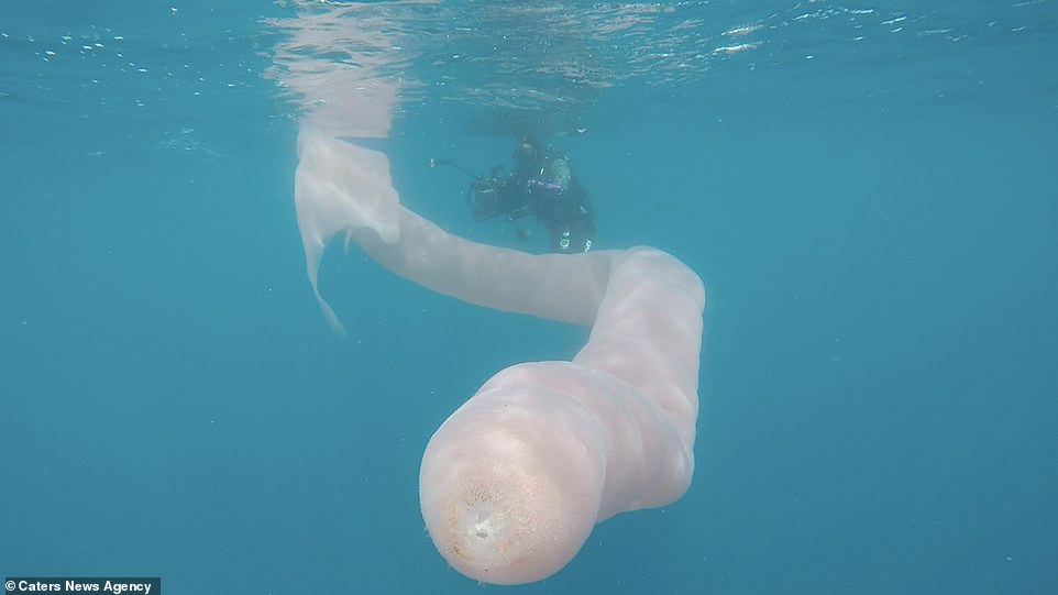 كائن بحرى ضخم فى ساحل نيوزلندا (1)