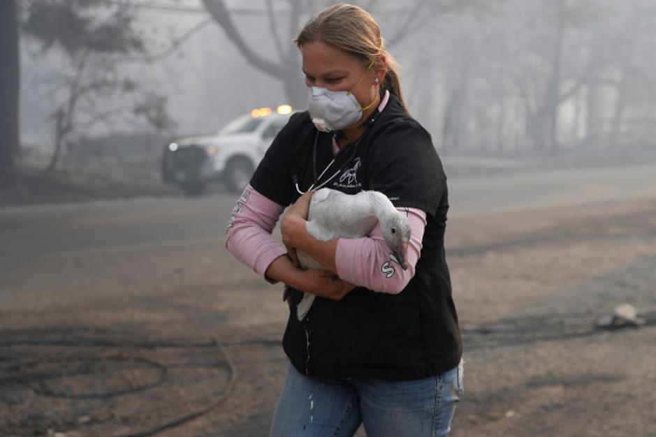 حيوانات تضررت من حرائق كاليفورنيا (14)