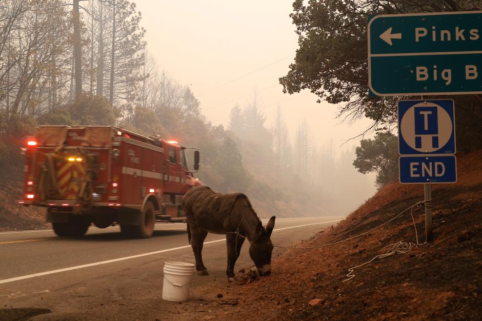 حيوانات تضررت من حرائق كاليفورنيا (12)