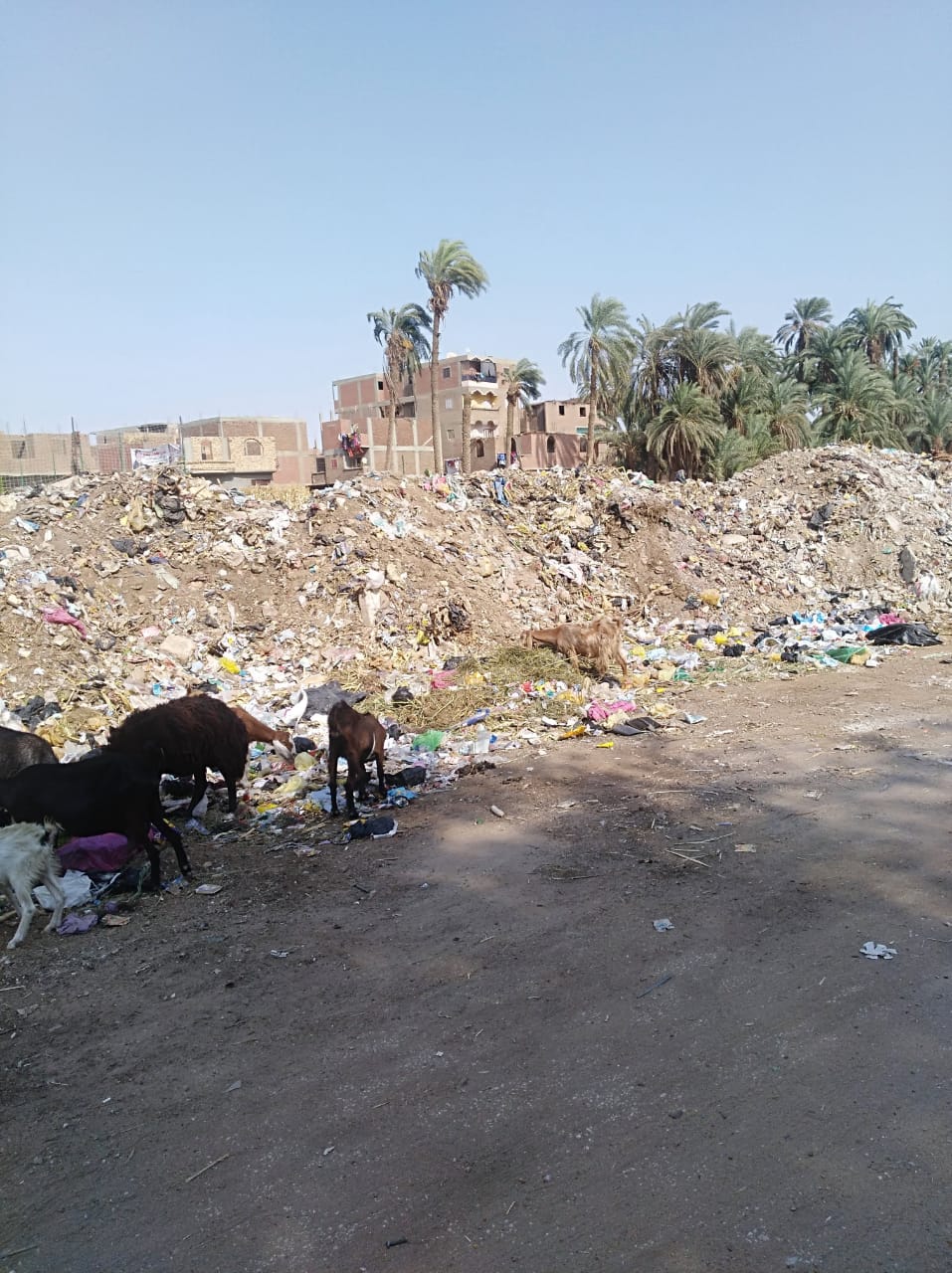 القمامة بجوار مركز شباب نجع النجار