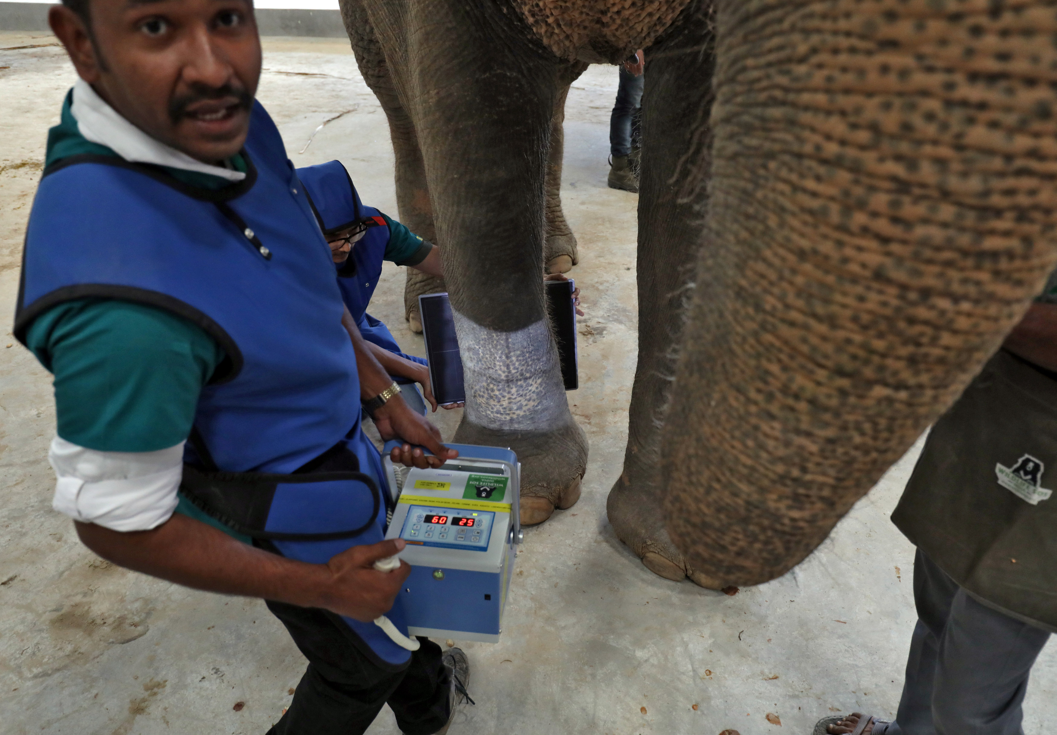 أجهزة متطورة للمساعدة فى علاج الفيلة
