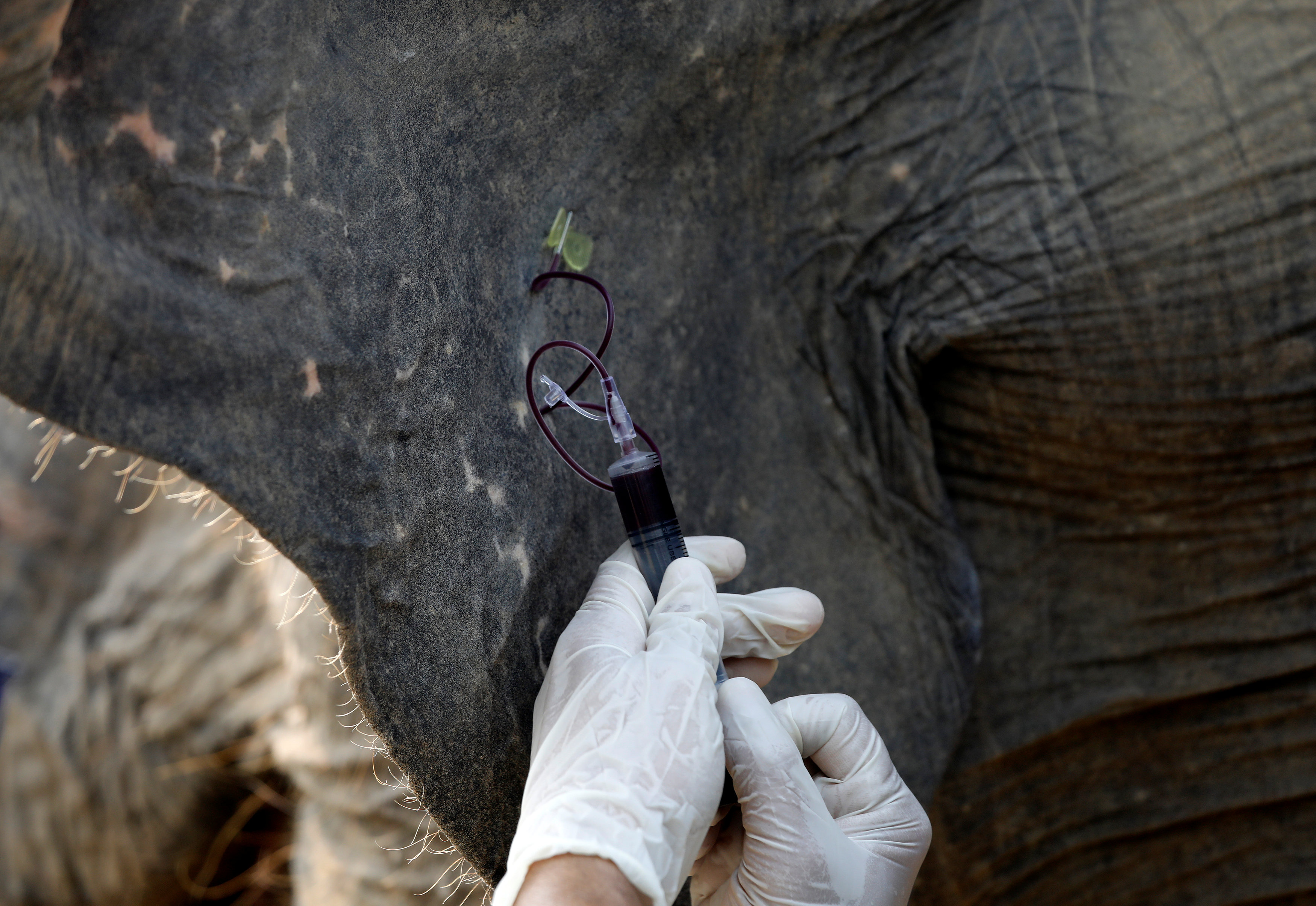 سحب عينة دم من أحد الفيلة