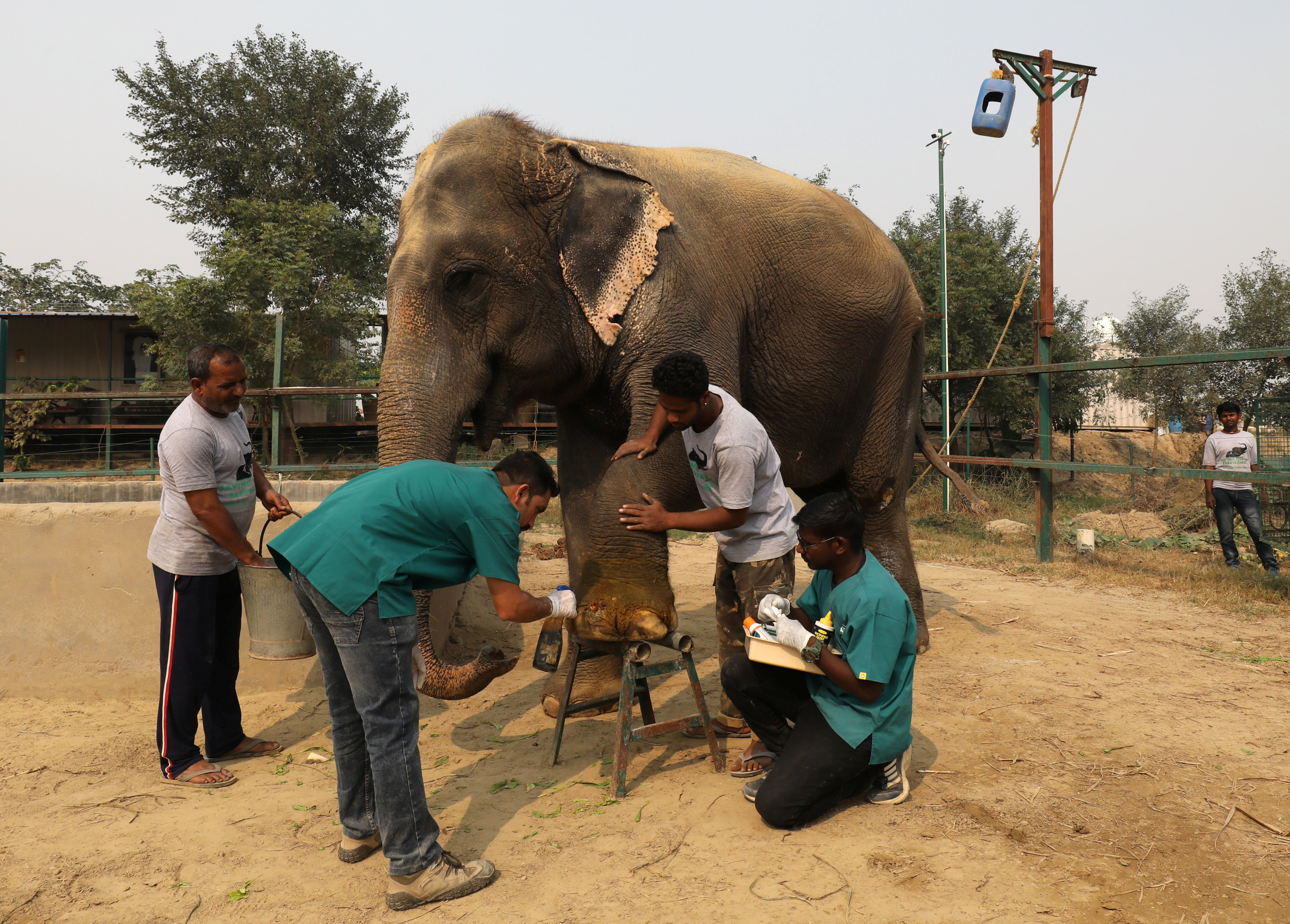 مجموعة من المتخصصين يقومون بالكشف على أحد الفيلة