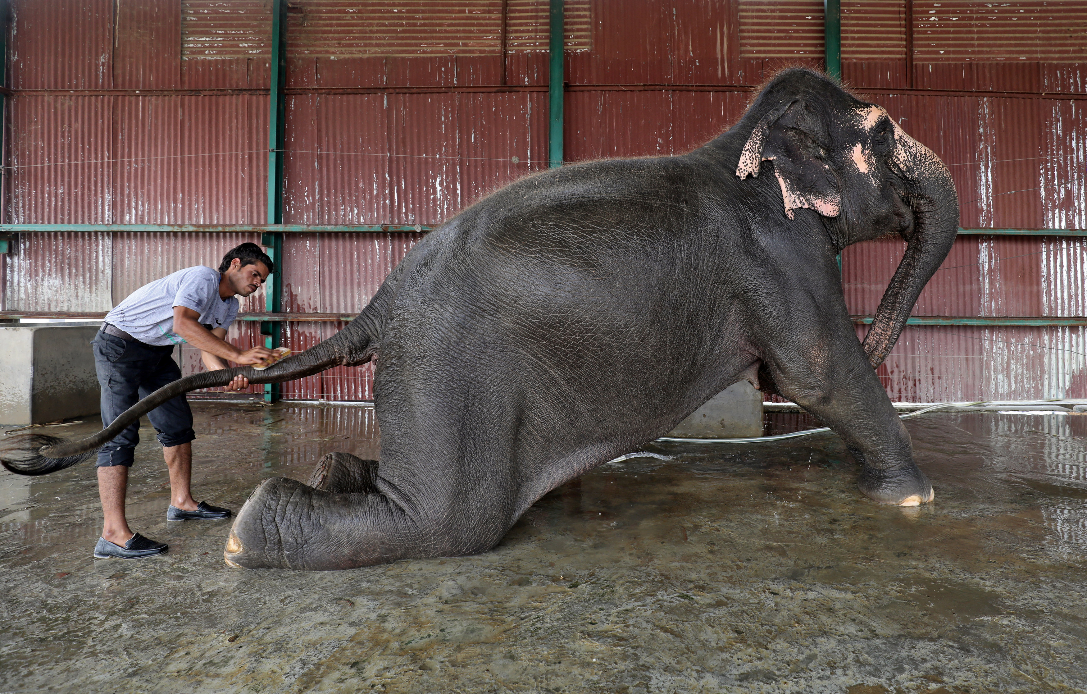 أثناء تنظيف أحد الفيلة