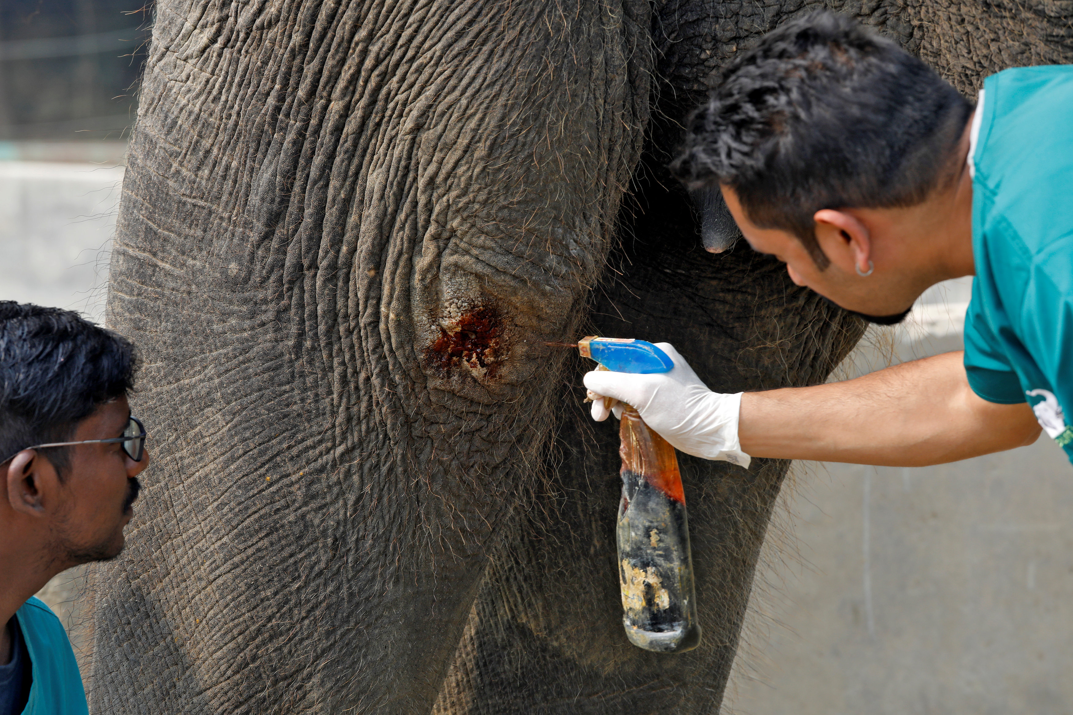 أطباء بيطريون يحاولون التعامل مع إصابة بأحد الأفيال