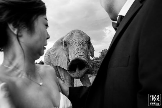 الحيوانات فى حفلات الزفاف (2)