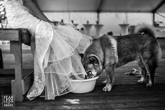 الحيوانات فى حفلات الزفاف (6)