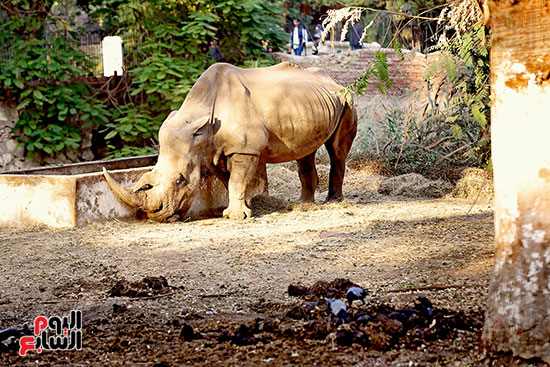 الخرتيت وحيد القرن (19)